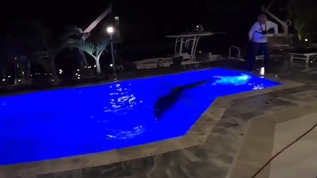 Featured image for "Florida Homeowners Rescue 10-Foot Crocodile from Pool"
