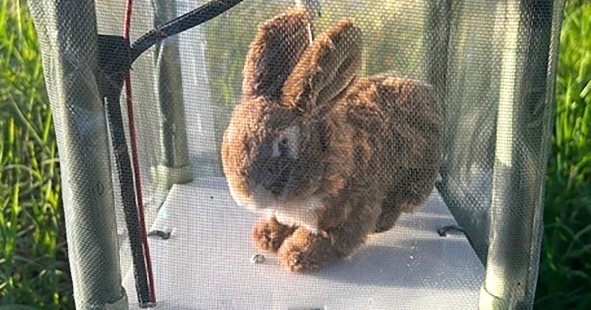 Featured image for Robot rabbits aid Florida's fight against invasive Burmese pythons