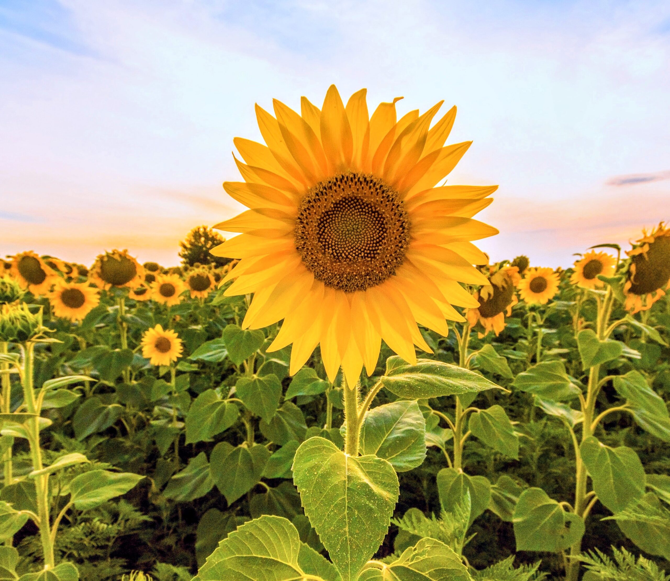 Featured image for Revisiting the Golden Rule: New Insights on Fibonacci Spirals in Plant Evolution