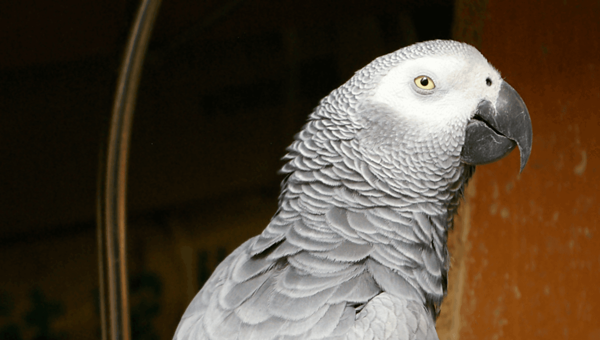 Featured image for Alex the Parrot's Insights Transform Animal Intelligence Understanding