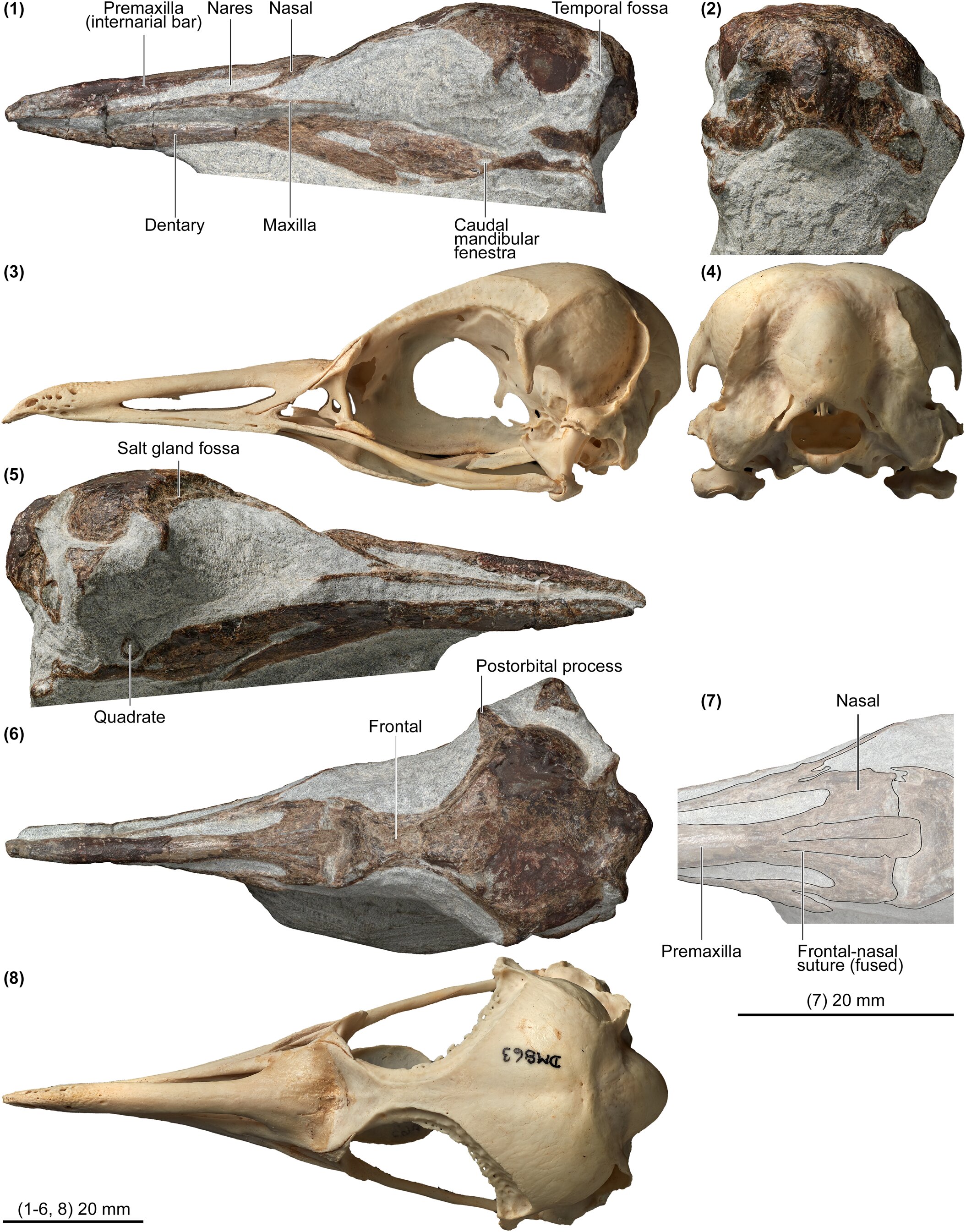 Ancient Fossil Unveils World's Tiniest Penguin