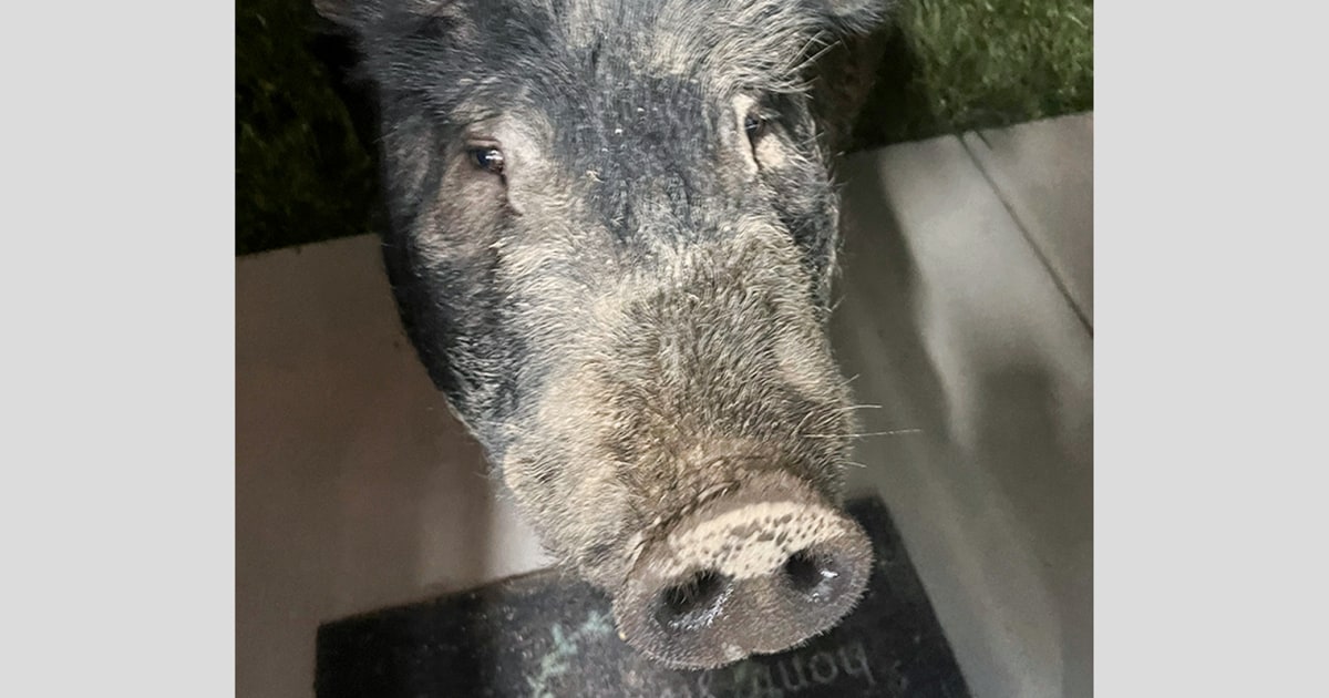 Featured image for "Oreo-lured Kevin Bacon: The Wayward 450-Pound Pig's Homecoming"
