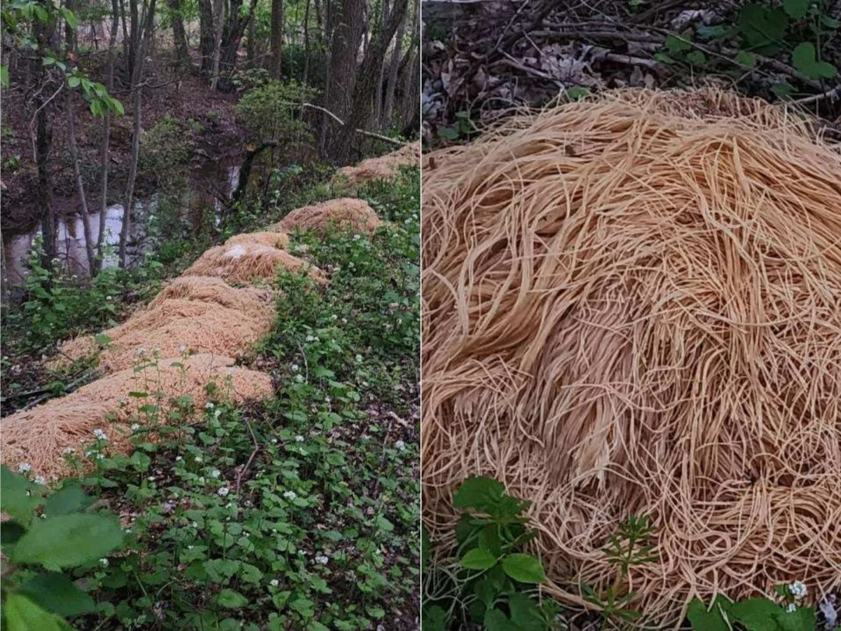 Featured image for Man's stockpile of pasta found dumped in New Jersey forest.