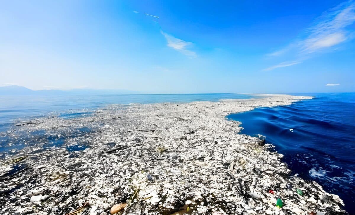 Featured image for Pacific Garbage Patch Transforms into Biodiversity Hotspot
