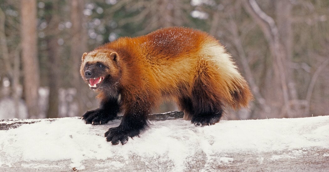 Featured image for "U.S. Takes Action to Safeguard Wolverines Amid Climate Crisis"