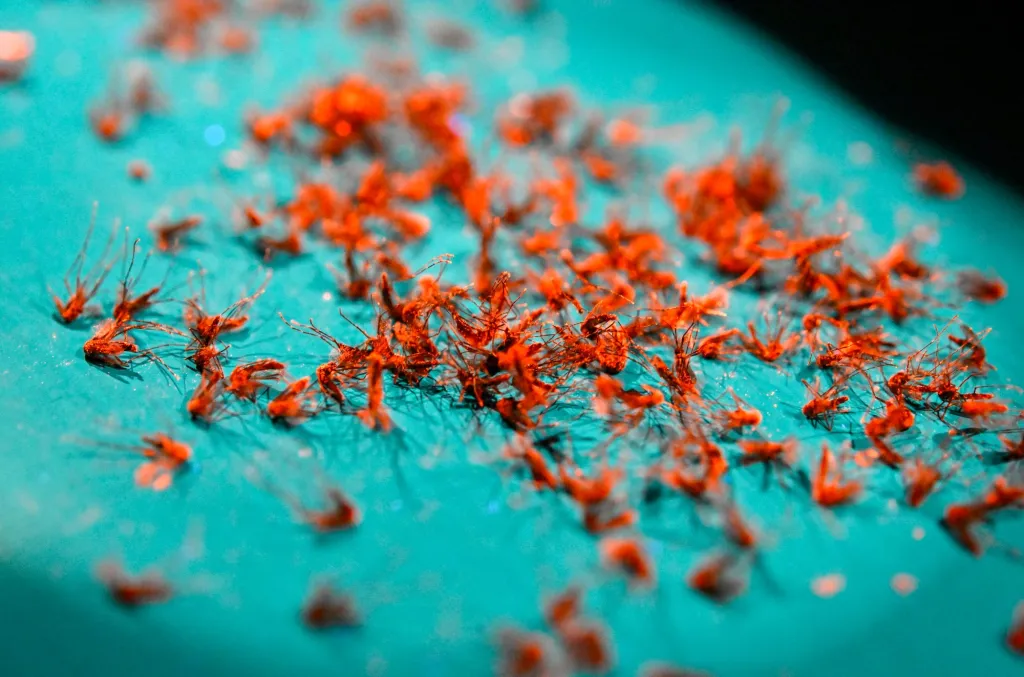 Featured image for Reduced Mosquito Bites Expected in Southern California This Season