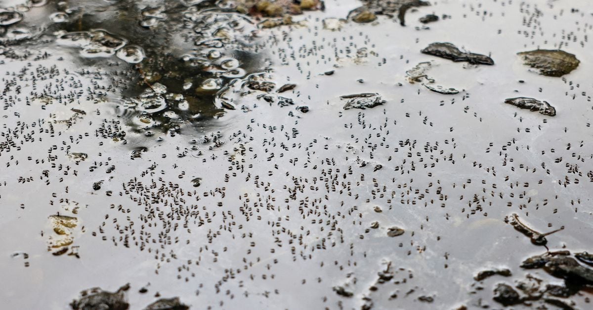 Dengue Outbreaks Expected to Surge in Southern Europe, US, and Africa, Warns WHO Scientist