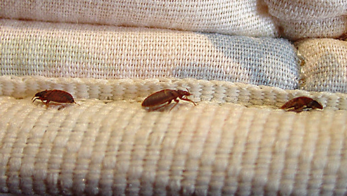 Featured image for "Orkin's Latest Ranking: The Worst U.S. Cities for Bed Bug Infestations"