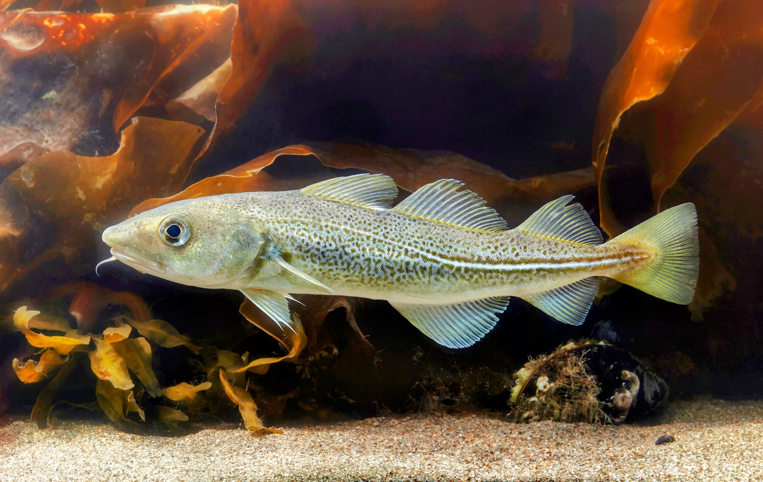 Featured image for Rapid Evolution of Fish Due to Overfishing