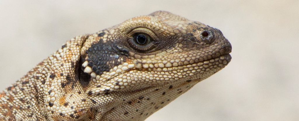 Desert Lizards Sneeze Salt to Survive