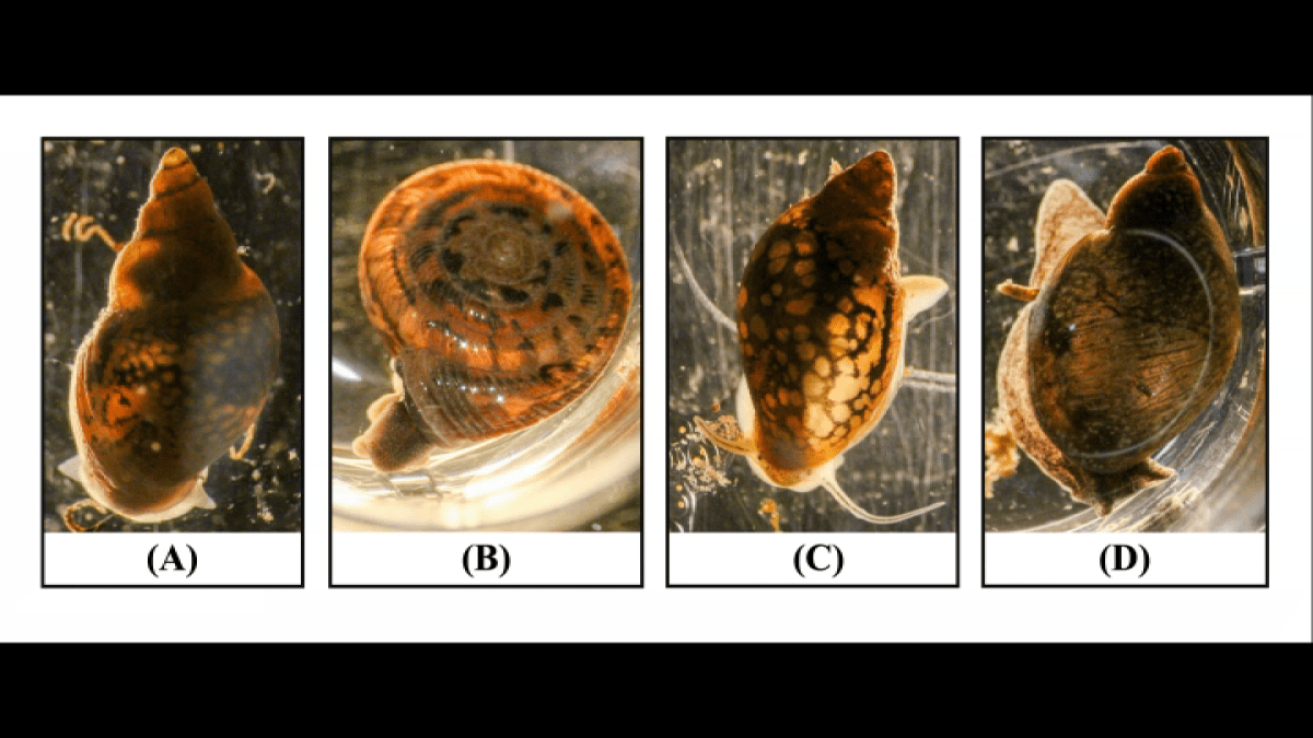 Featured image for "Deadly Parasite Threatens California Dogs in Riverside County"