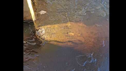 Featured image for "Chilling Encounter: Frozen Alligators Found in North Carolina"