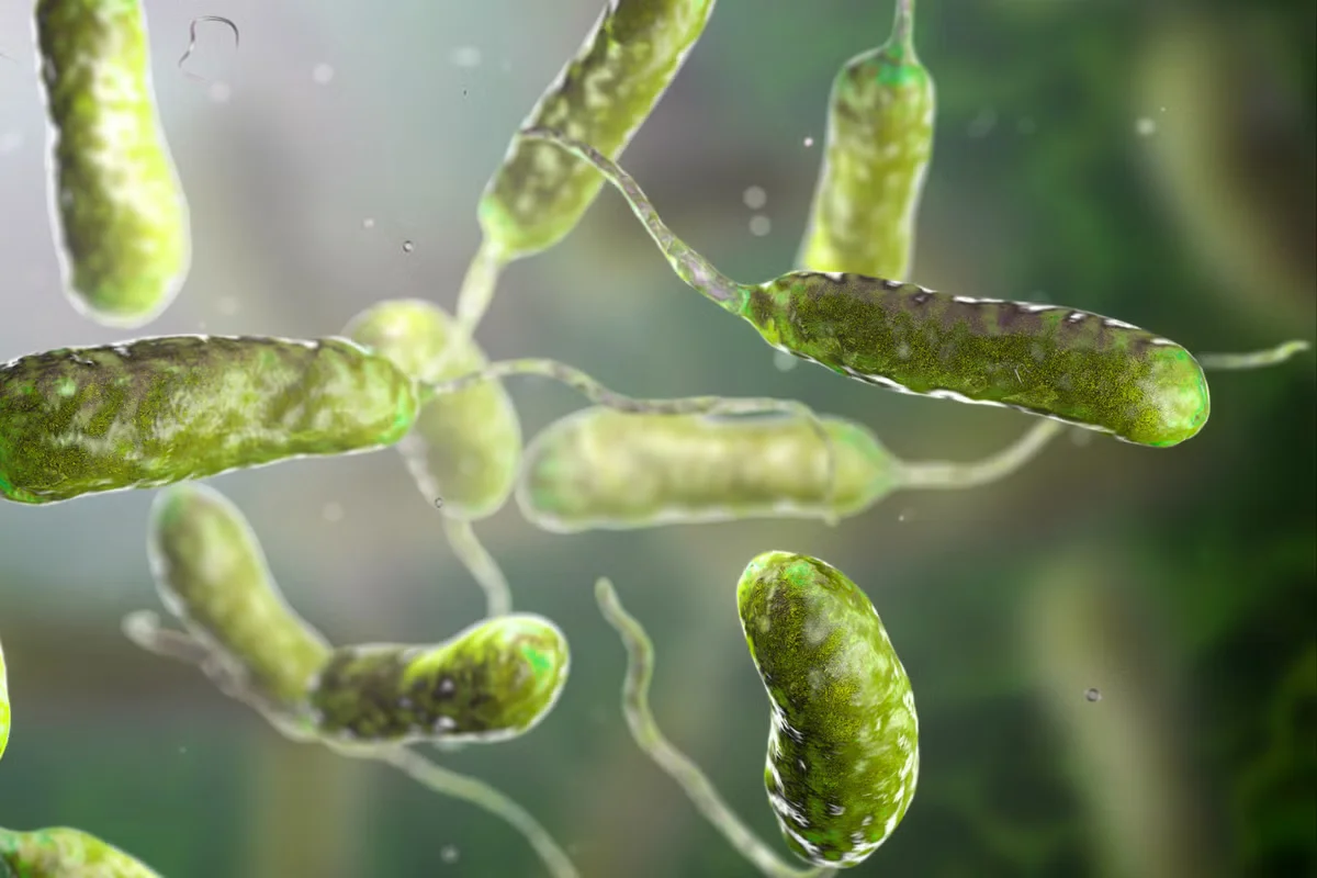 Rising Flesh-Eating Bacteria Cases Alarm Gulf Coast Experts