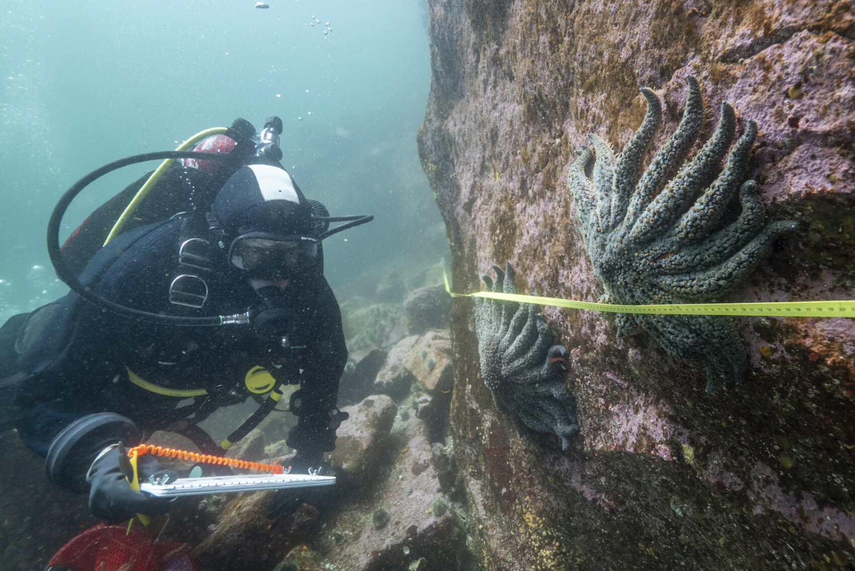 Featured image for Scientists Identify Bacterium Responsible for Massive Sea Star Die-Offs