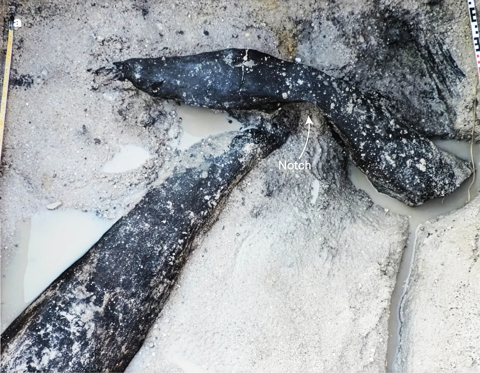 Ancient timber predates Homo sapiens by 200,000 years, rewrites prehistory