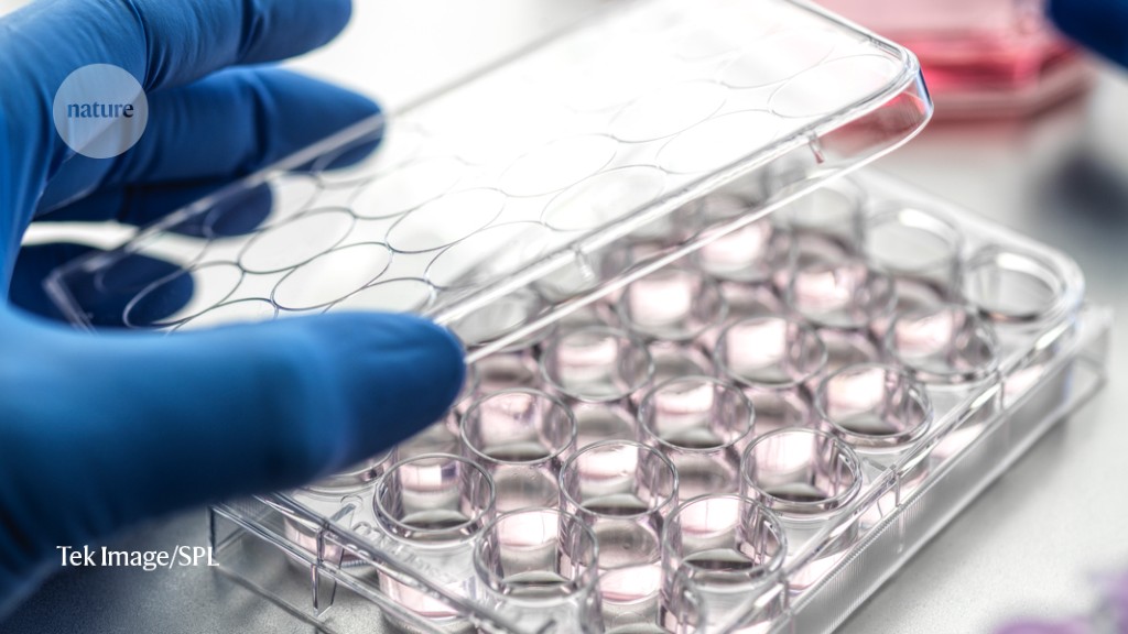 Featured image for The Ethical Implications of Human Embryo Models in Research