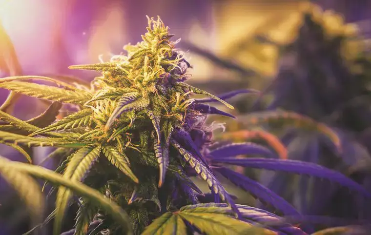 Featured image for "Emerging Studies Highlight Addiction and Mental Health Risks of Rising Marijuana Use"