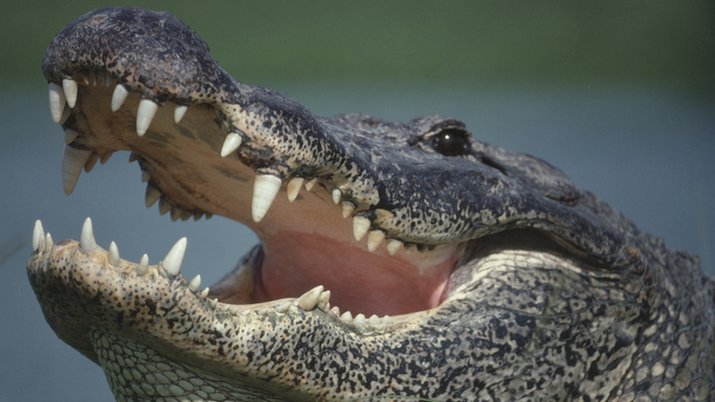 Identity Confirmed: Woman Found Dead in Jaws of 13ft Florida Alligator