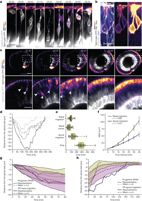 Featured image for The Role of Neuronal Migration in Retinal Morphogenesis: Preventing Spatial Competition