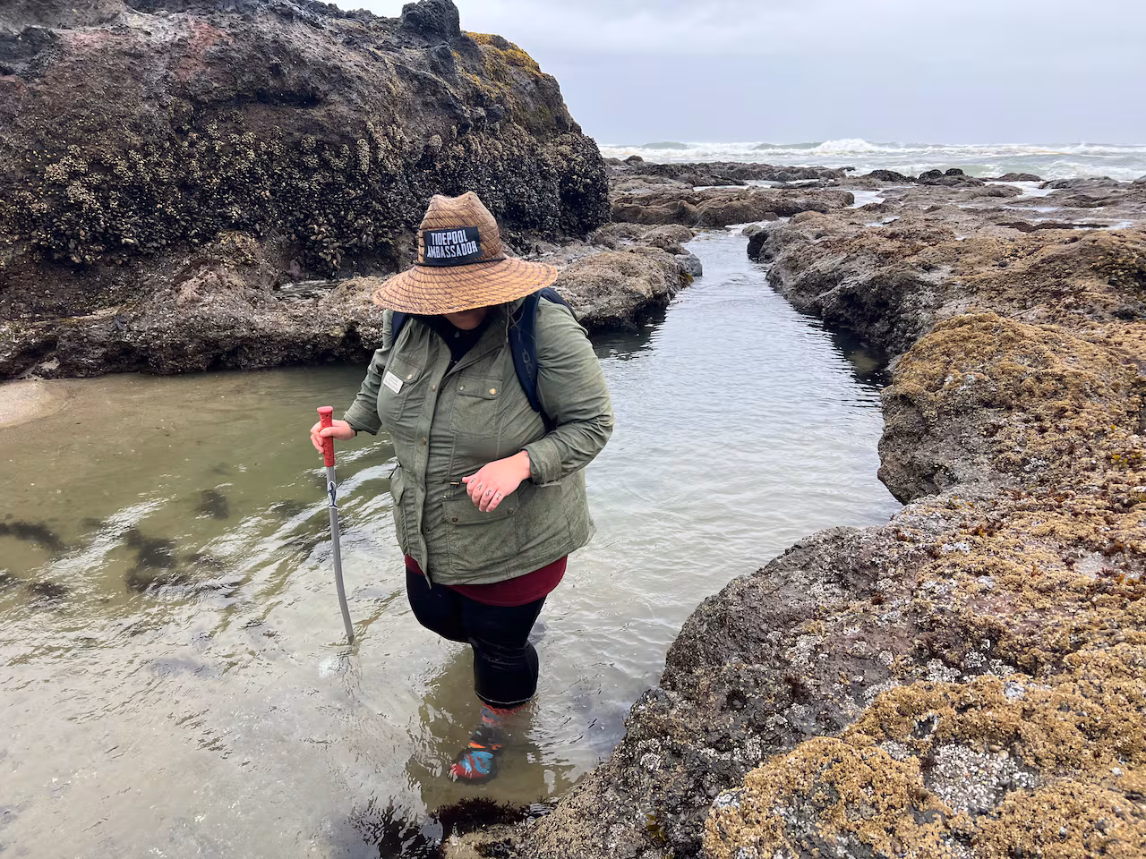 Explore Oregon's Coastline with a Certified Tide Pool Guide