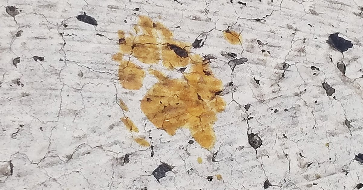 Featured image for "Fukuyama Officials Issue Health Warning After Cat Falls into Chemical Tank"