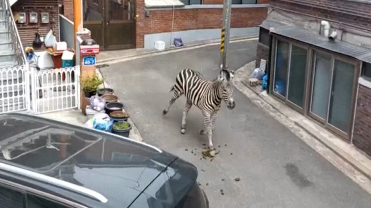 Featured image for Zebra Escapes Zoo and Runs Wild Through Seoul Streets
