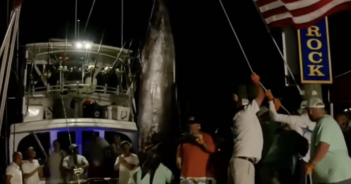 Fishing crew loses $3.5 million prize due to disqualified marlin.