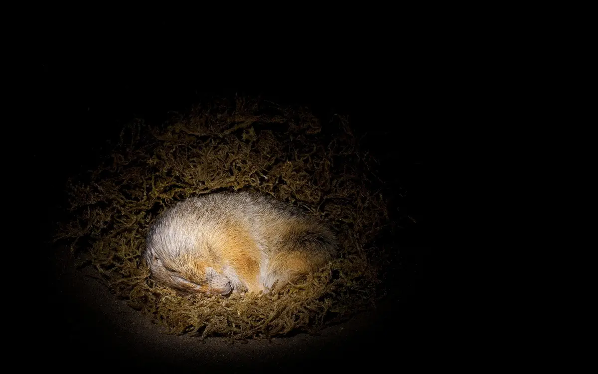 Featured image for The Science Behind Animal Hibernation and Human Limitations