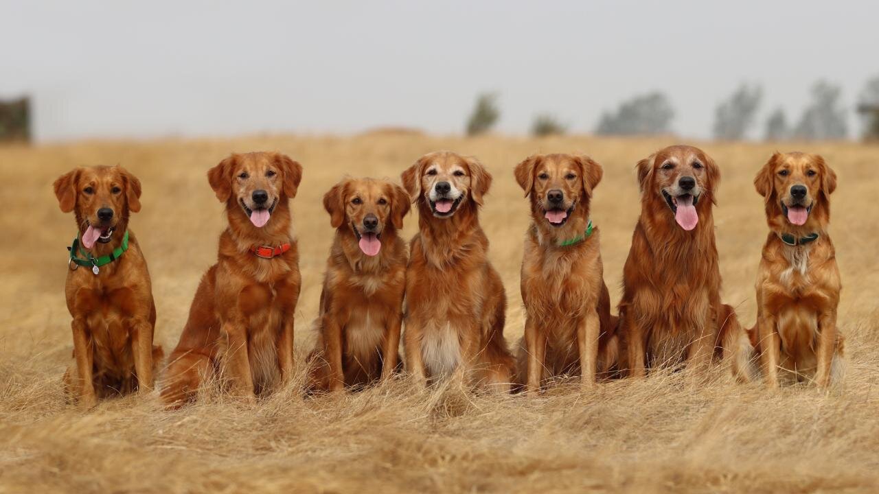 Featured image for "Uncovering the Longevity Gene in Golden Retrievers: Implications for All Dogs"