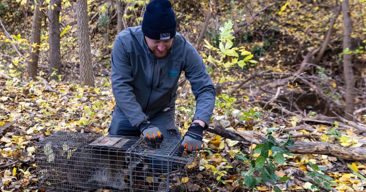 "Omaha's Swift Response: Tackling Rabies Outbreak with Multi-Agency Vaccine Program"