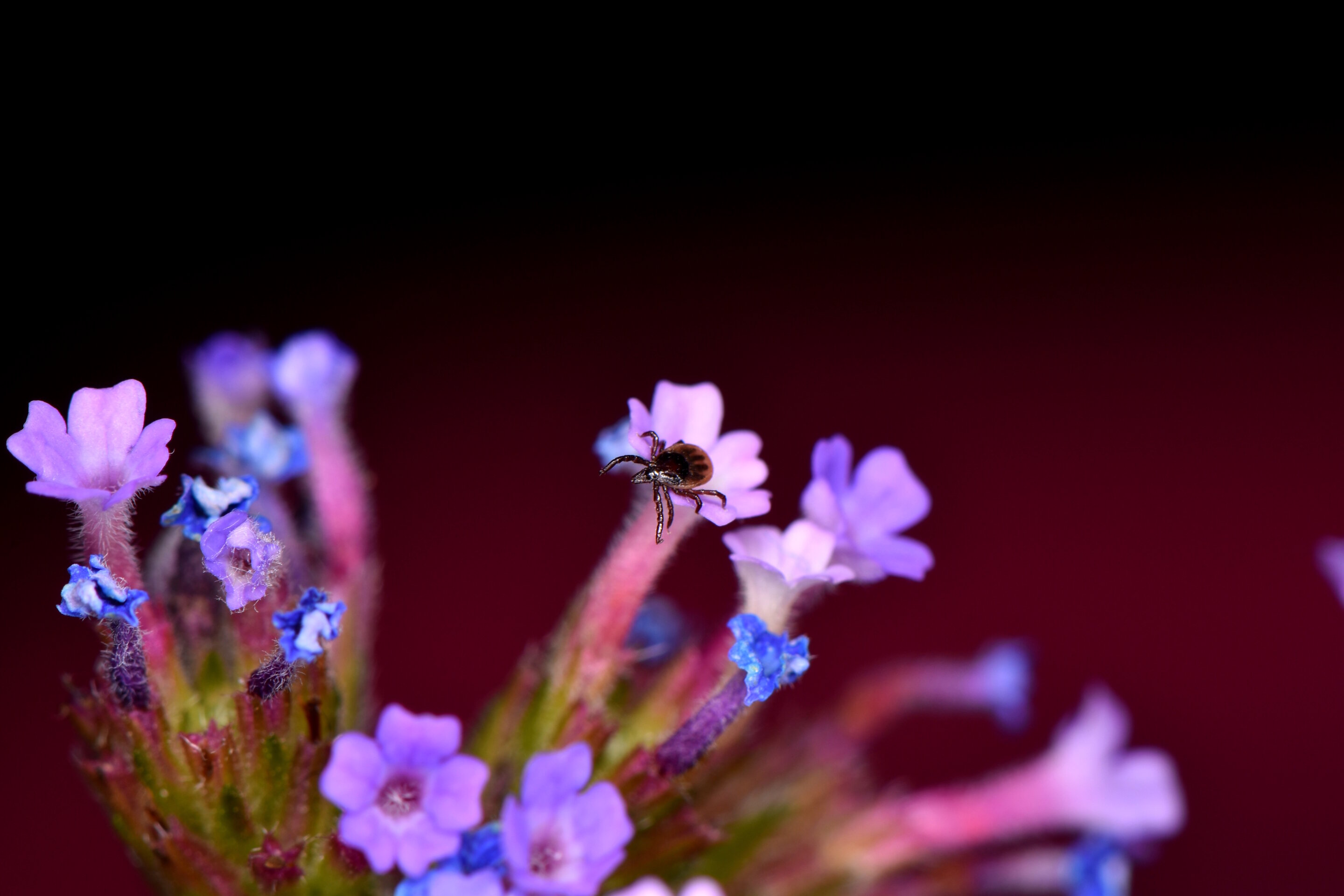 Featured image for The Electrifying Attraction of Ticks to Hosts