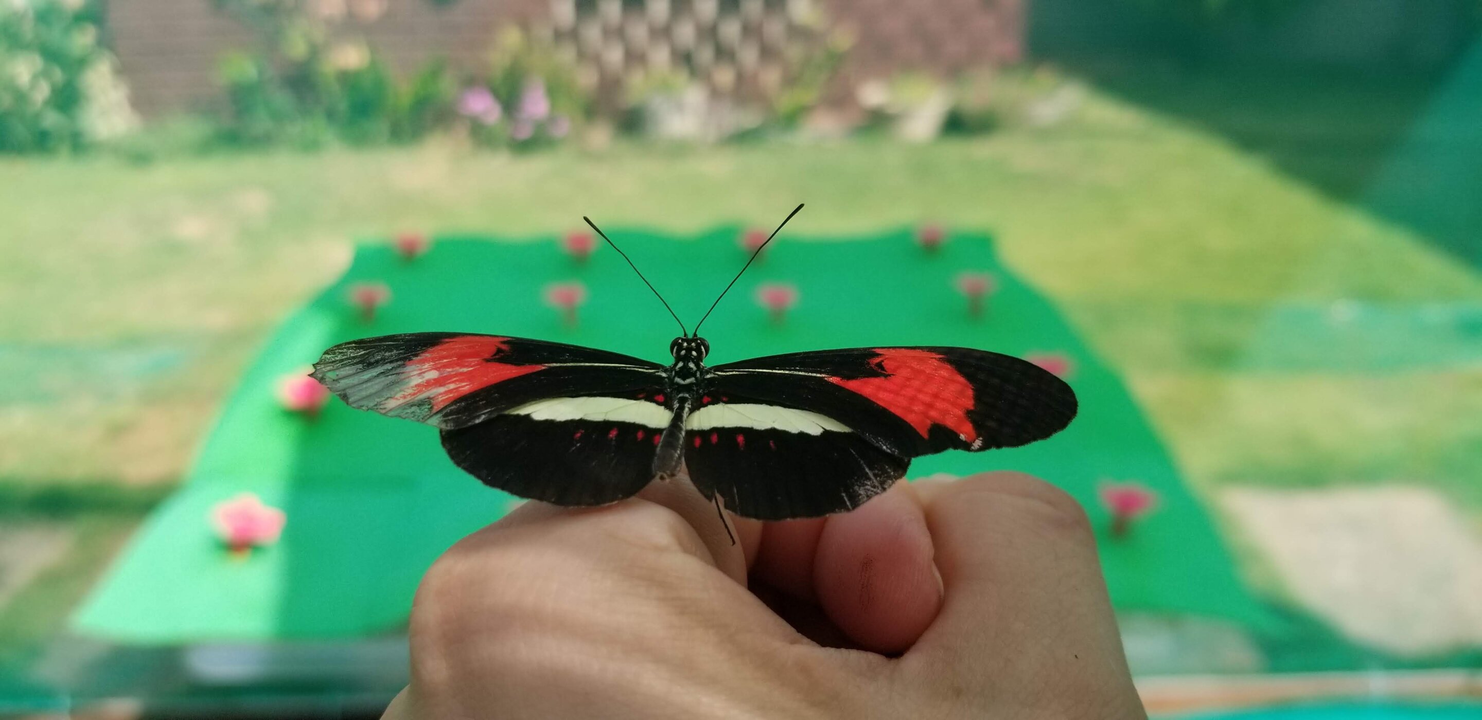 Featured image for Butterflies' Remarkable Spatial Memory Unveiled
