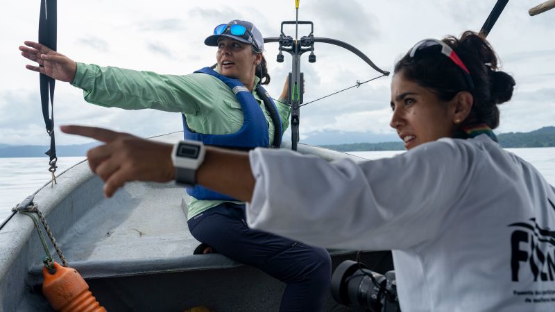 Featured image for "Humpback Whales: Our Last Hope for Saving the Planet?"