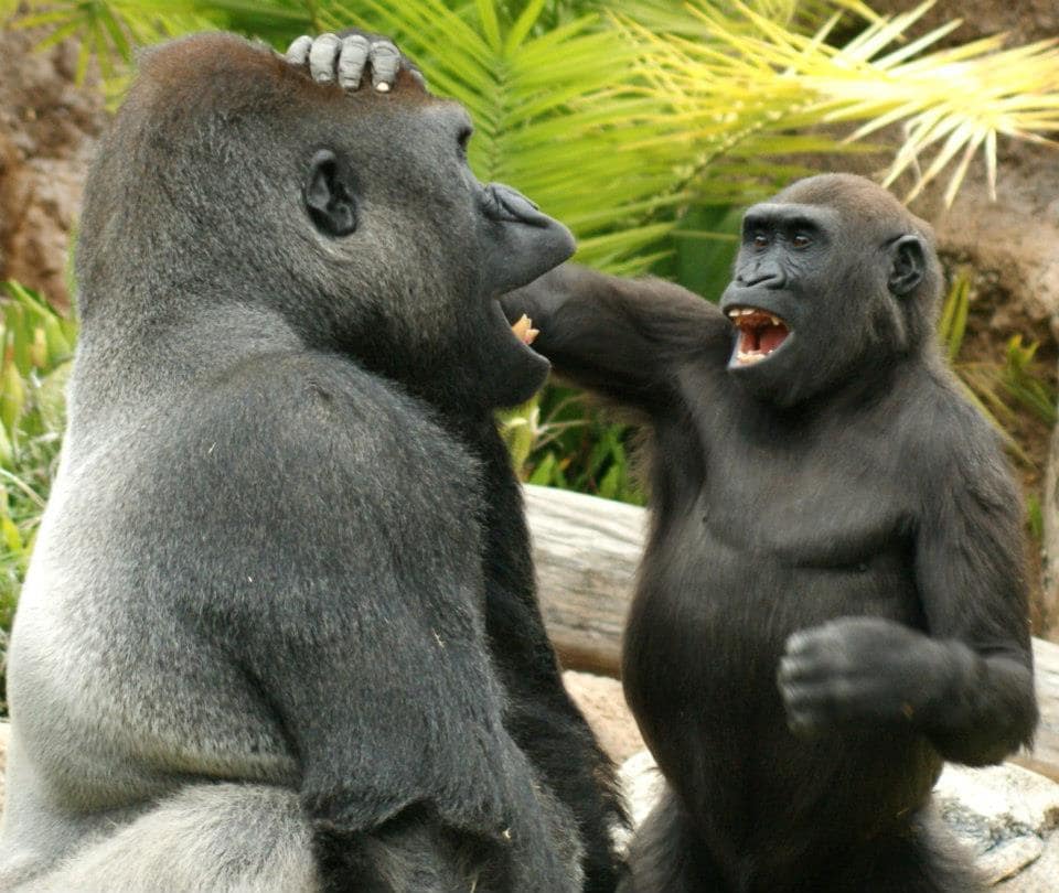 Featured image for "Great Apes Display Human-Like Humor Through Teasing, Study Finds"
