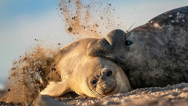 Featured image for Bird flu devastates elephant seal populations