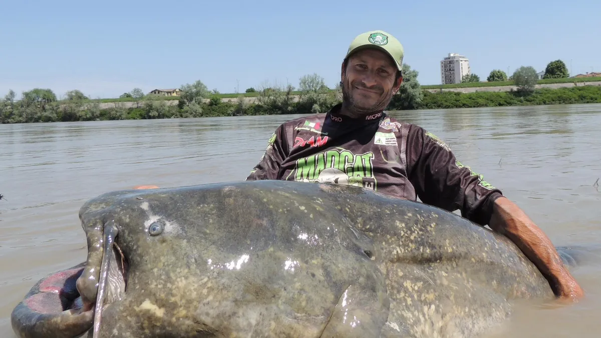 Featured image for Anglers reel in massive catfish, breaking records in Italy and Pennsylvania.