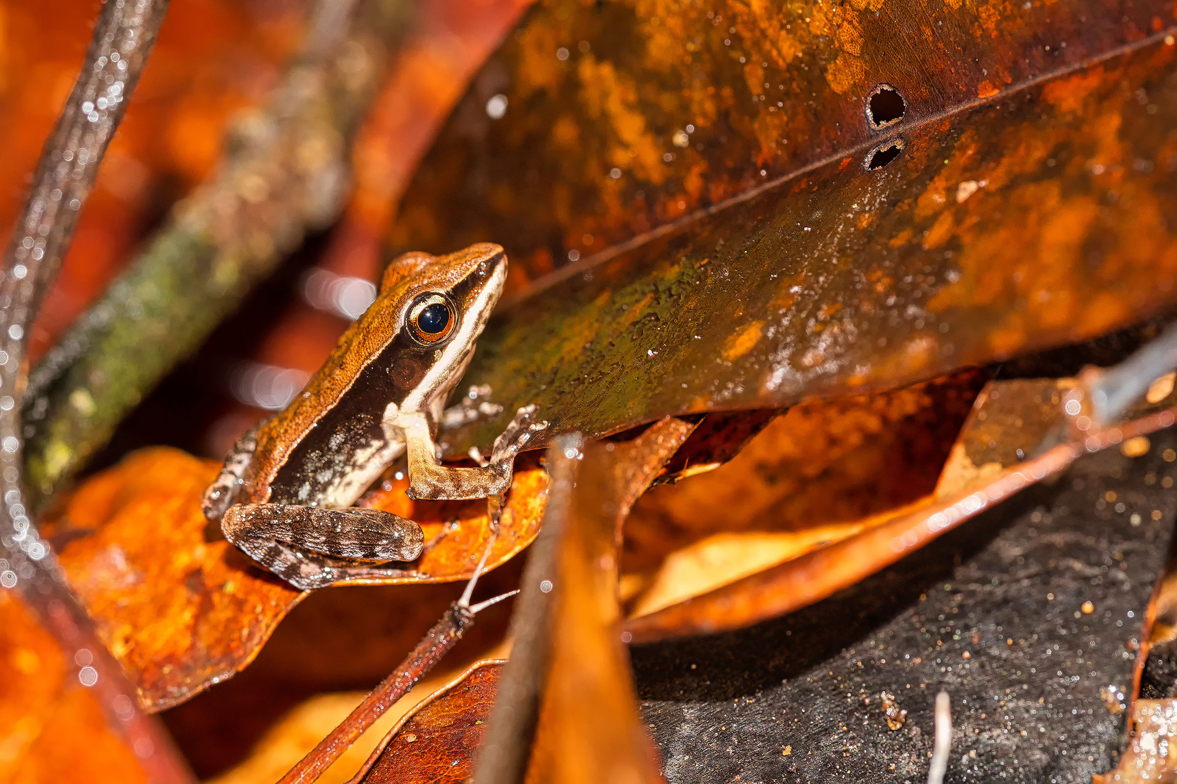 Featured image for Frog's Unusual Encounter: Mushroom Grows on Living Body