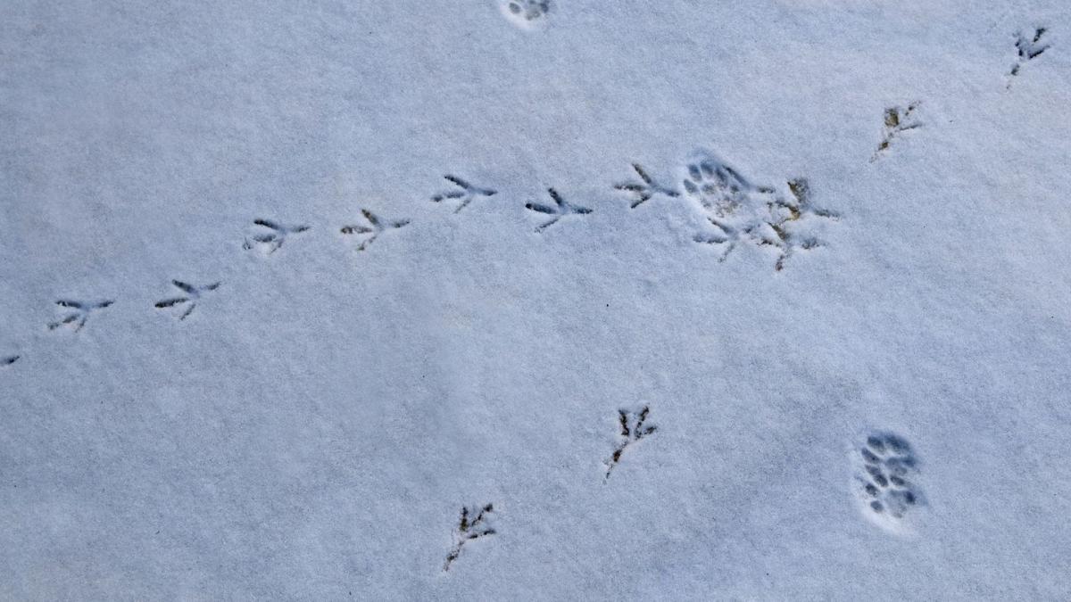Featured image for Ancient Bird-Like Footprints Challenge Evolutionary Timeline