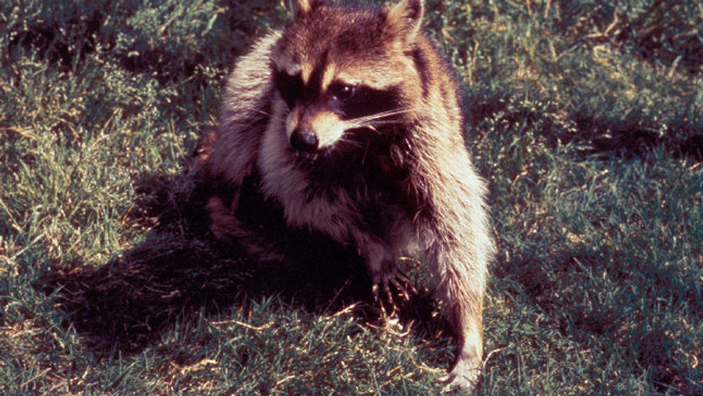 Featured image for "Health Alert: Surge in Raccoon Encounters in Henderson Co."