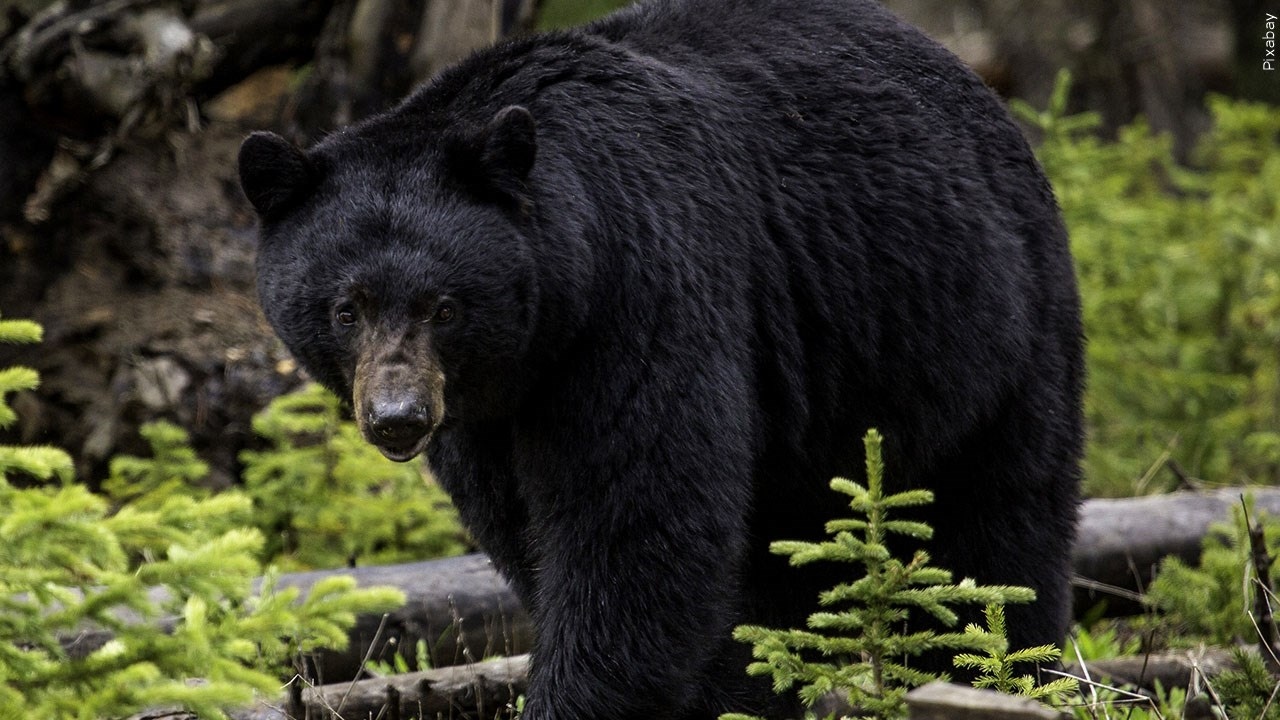 Black bear mauls woman in central Minnesota