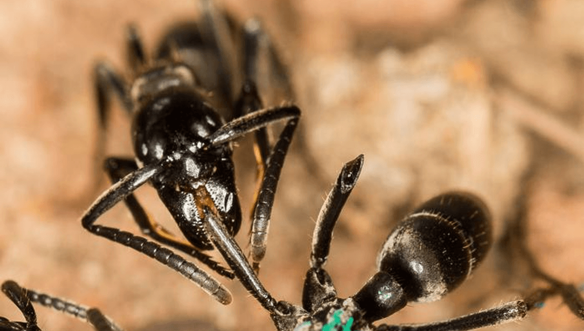 "Ants' Advanced Medical Tactics: Treating Wounds with Self-Produced Antibiotics"