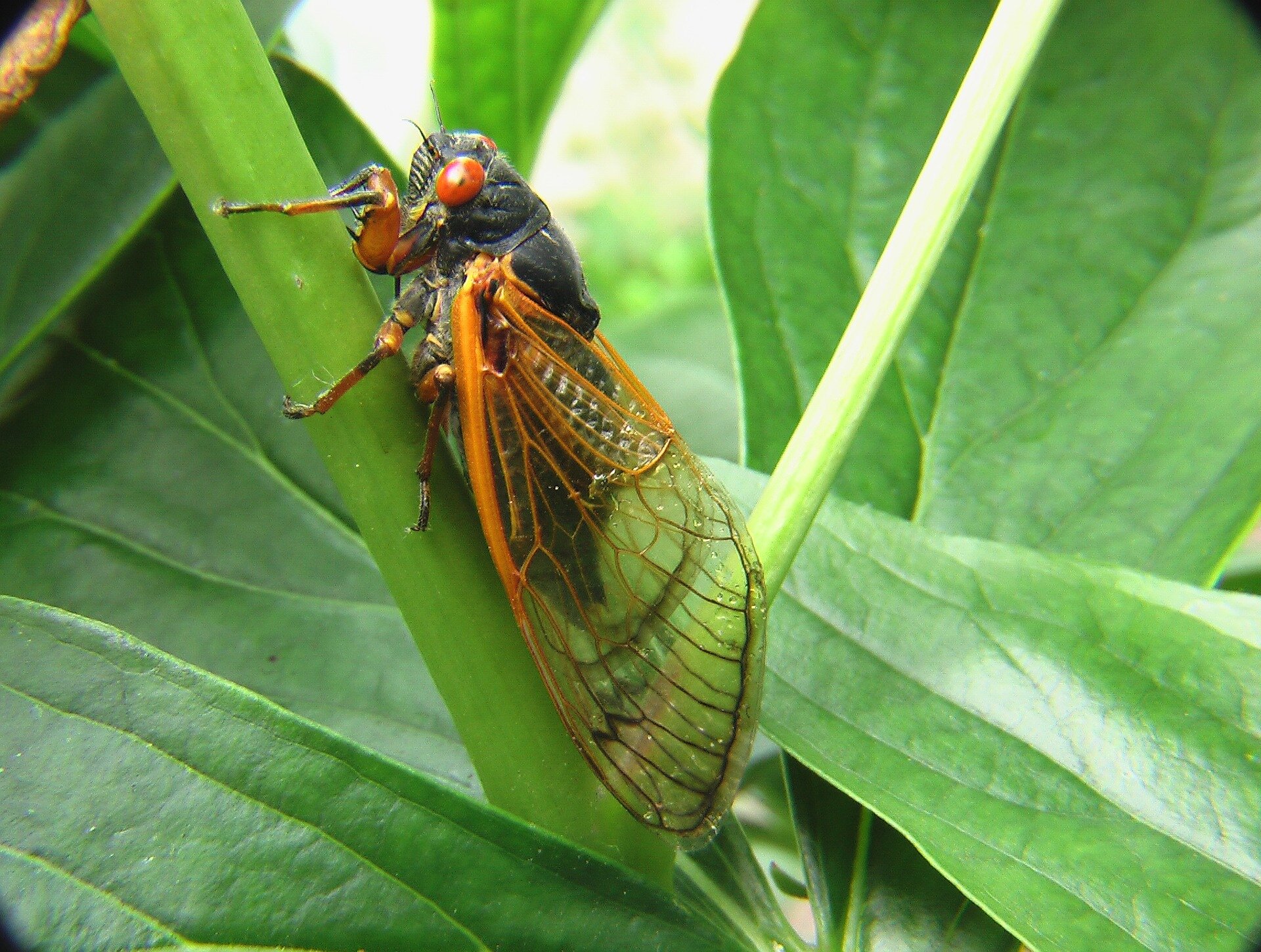 Featured image for "Pee-Powered Insights: How Cicadas' Urination is Revolutionizing Fluid Dynamics and Robotics"