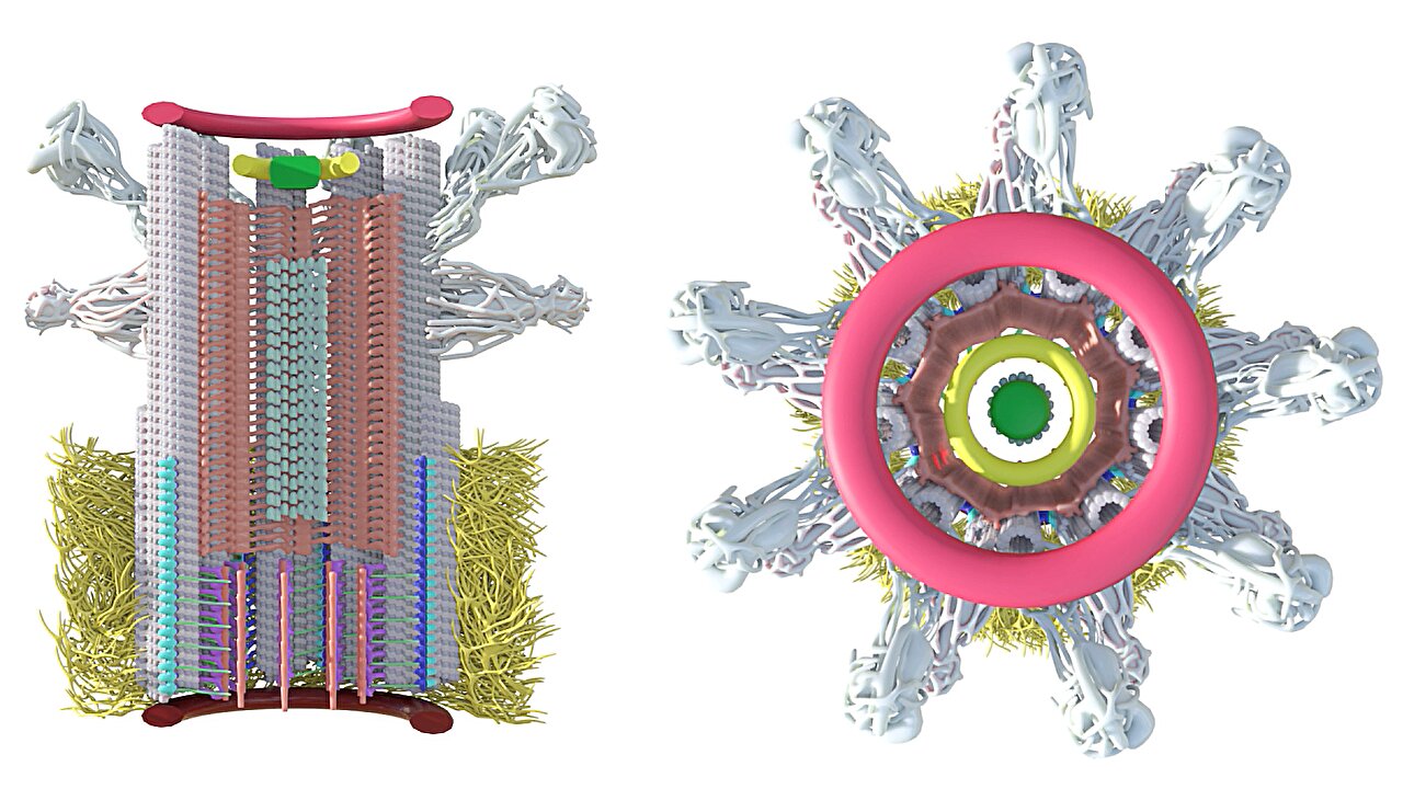 Featured image for "First-ever Reconstruction of Human Centriole Assembly Image by Image"