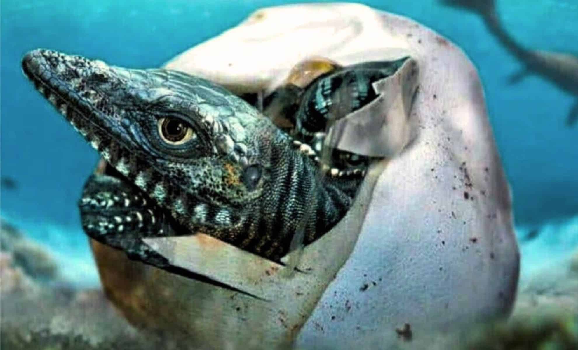 Featured image for Giant Egg 'The Thing' Discovered in Antarctica Challenges Prehistoric Life Theories