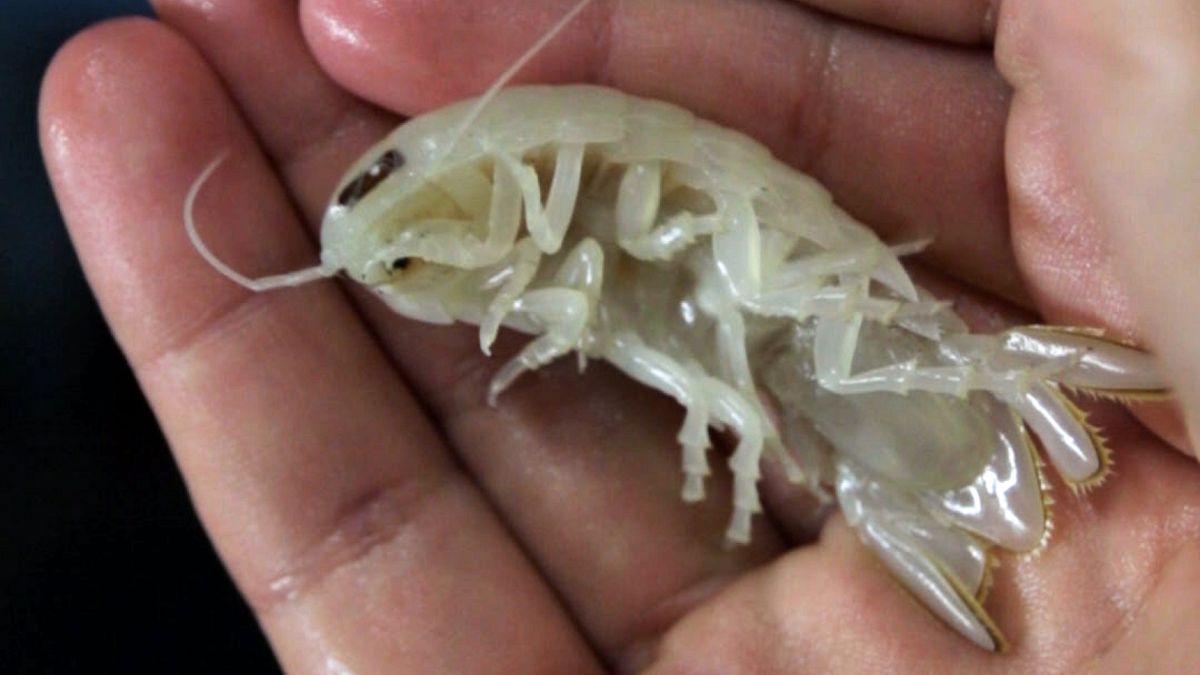 Featured image for "Bizarre Transparent Crustacean with Enormous Eyes Found near the Bahamas"