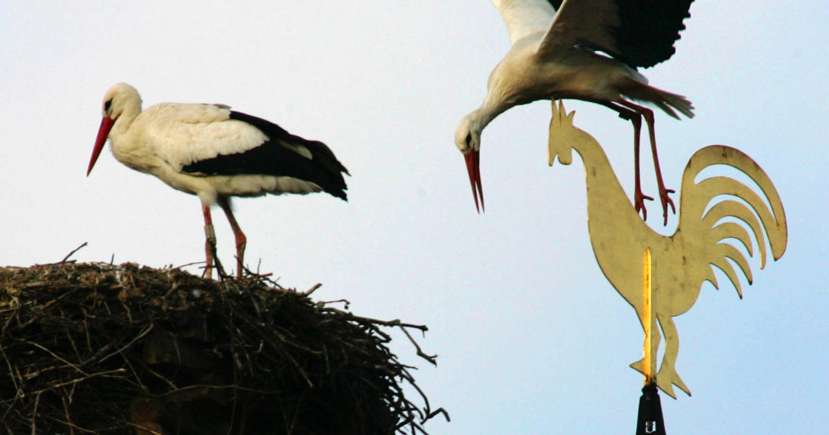 "Decades-Long Weathervane Mystery Solved as Thief Returns Stolen Artifact Using Credit Card"