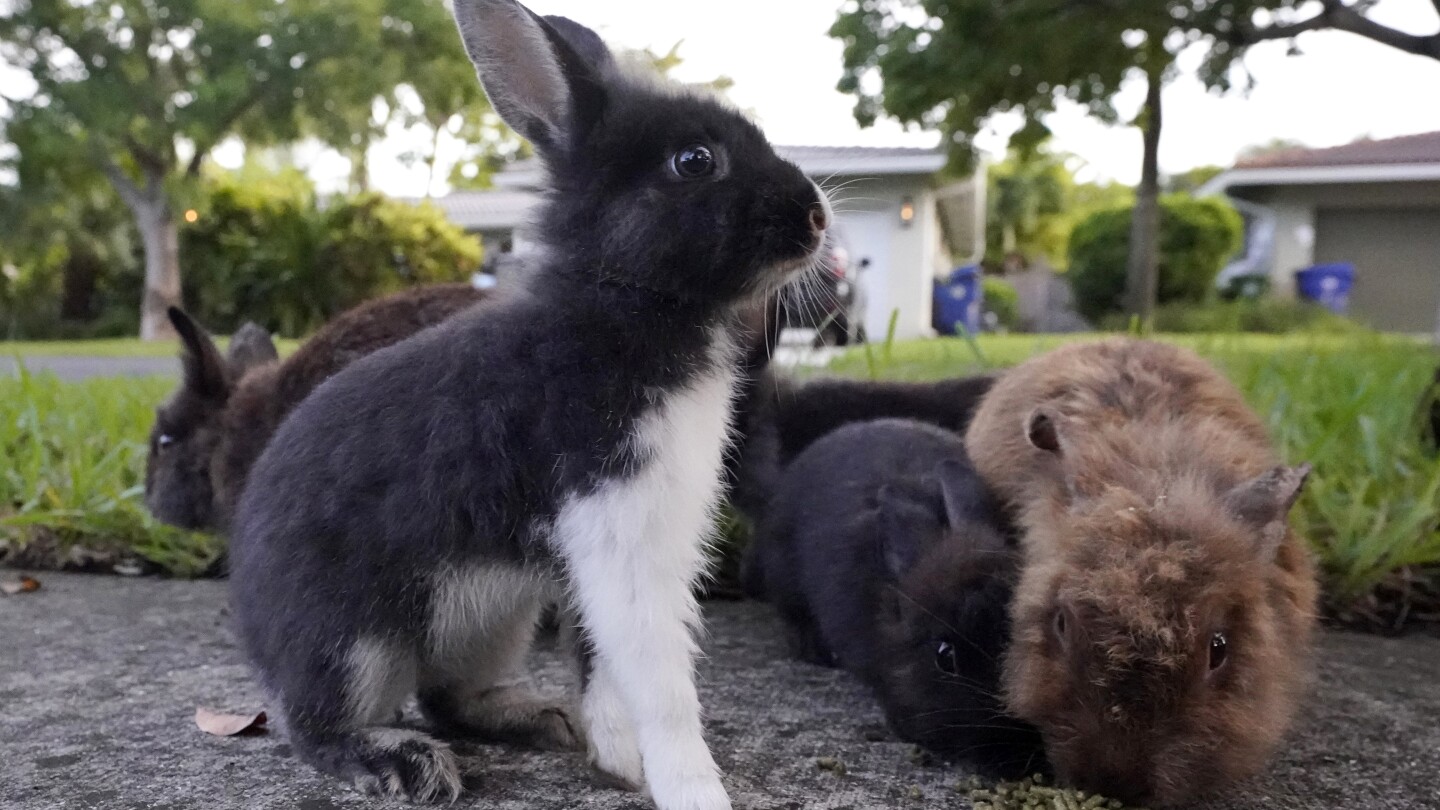 "Florida Suburb Launches Hunt for New Owners as Fuzzy Invasion of Domestic Rabbits Takes Over"