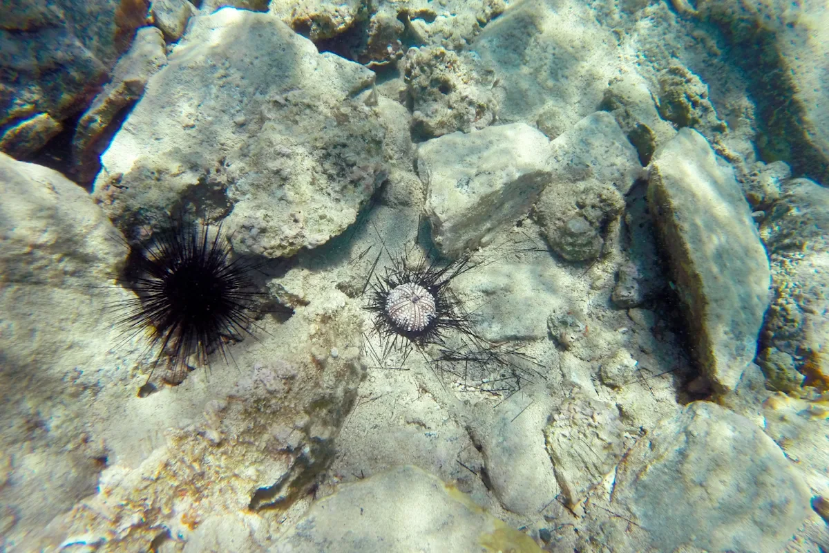 Scientists solve mystery of Caribbean sea urchin die-off.