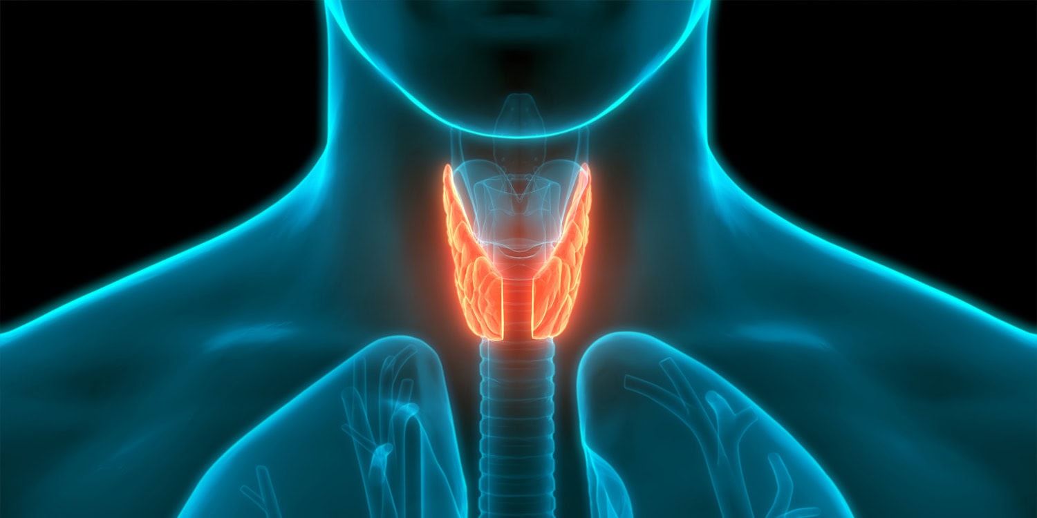 Featured image for Thyroid Hormones Found Crucial in Fear Memory Formation
