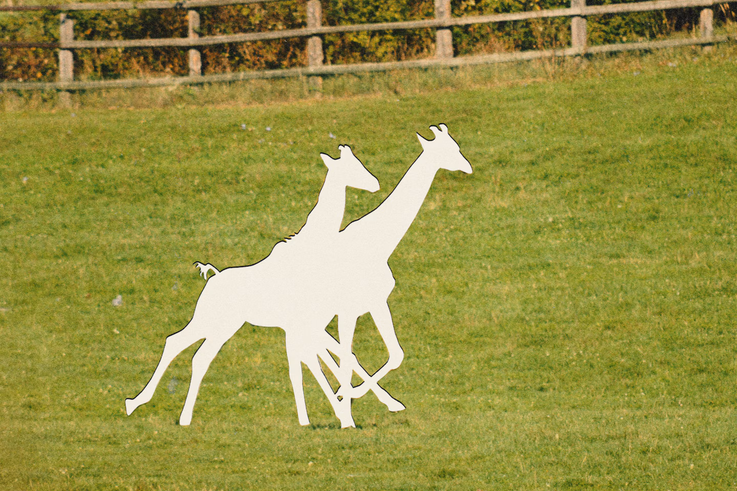 Featured image for Missing Baby Giraffes Spark Public Outcry